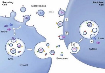 Exosome：如何參與細(xì)胞通訊